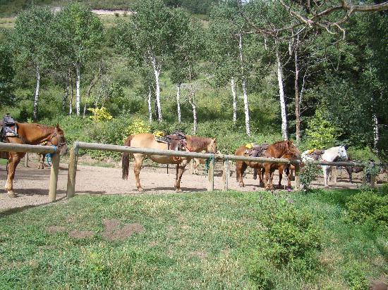 Bearcat Stables