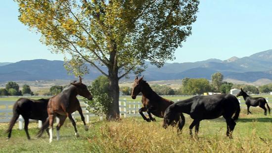 Lucky Three Ranch